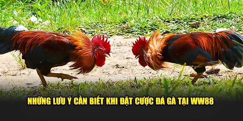 Những lưu ý cần biết khi đặt cược đá gà tại WW88